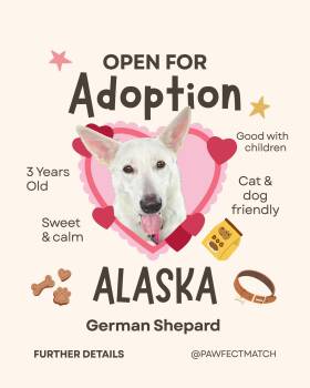 Australian Shepherd and Shepherd Dogs Available for Adoption - Alaska | PetCurious
