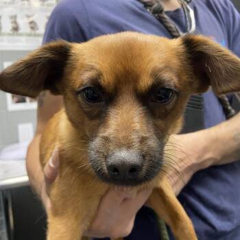 Mixed Breed Dogs Available for Adoption in Allentown, Pennsylvania - Sunny | PetCurious