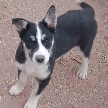Siberian Husky and Yellow Labrador Retriever Dogs Available for Adoption in Scottsdale, Arizona - Maeve | PetCurious