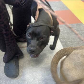 Pit Bull Terrier Dogs Available for Adoption in Philadelphia, Pennsylvania - Harlem | PetCurious