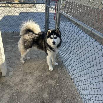 Siberian Husky and Mixed Breed Dogs Available for Adoption in Thousand Palms, California - HARRY | PetCurious