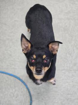 Chihuahua Dogs Available for Adoption in Danielsville, Georgia - Pancho | PetCurious