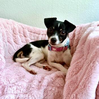 Lacey -  Toy Fox Terrier and Rat Terrier Dog for Adoption in High Ridge, Missouri - Lacey | PetCurious