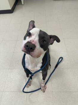 Pit Bull Terrier Dogs Available for Adoption - Caspen | PetCurious