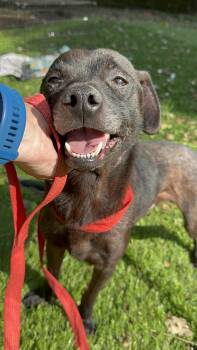 Harry -  Pug and Boston Terrier Dog for Adoption in Bristol, Tennessee - Harry | PetCurious
