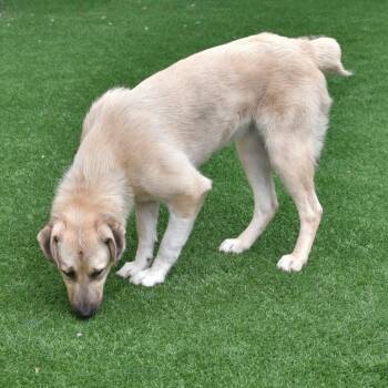 Apple Cider -  Great Pyrenees Dog for Adoption in Ottawa, Kansas - Apple Cider | PetCurious
