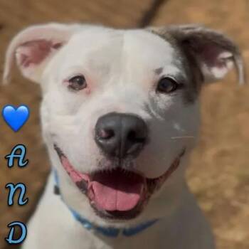 Andre -  Pit Bull Terrier Dog for Adoption in Shasta Lake, California - Andre | PetCurious