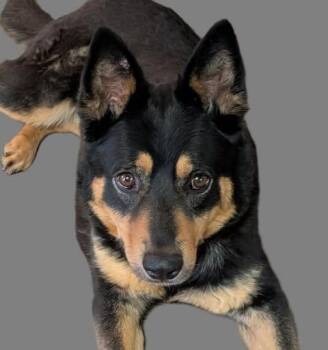 Australian Kelpie and Mixed Breed Dogs Available for Adoption in Albuquerque, New Mexico - TIKA | PetCurious