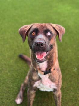 Rescue Black Mouth Cur Dogs for Adoption in Glendale, Arizona - Jackson | PetCurious