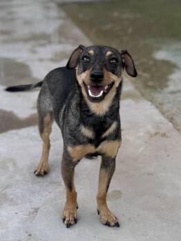 Jack Russell Terrier Dogs Available for Adoption in Boulder City, Nevada - Russo | PetCurious