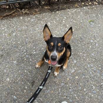 Coconut -  Australian Shepherd and Mixed Breed Dog for Adoption in New York, New York - Coconut | PetCurious