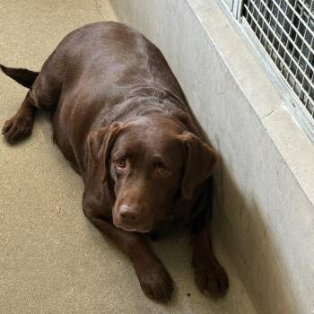Chocolate Labrador Retriever Dogs Available for Adoption in Los Angeles, California - Shelby A5778972 | PetCurious