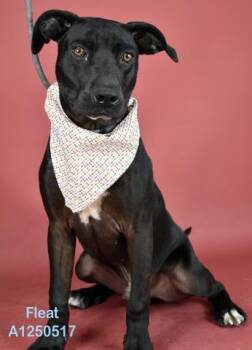 Fleat -  Pit Bull Terrier and Labrador Retriever Dog for Adoption in Thousand Oaks, California - Fleat | PetCurious
