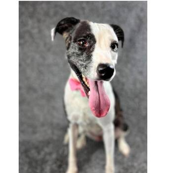 835 (2026) Mama Gracie -  Catahoula Leopard Dog and Mixed Breed Dog for Adoption in Parker, Colorado - 835 (2026) Mama Gracie | PetCurious