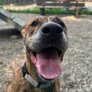 Honey Bee -  Mixed Breed Dog for Adoption in West Olive, Michigan - Honey Bee | PetCurious