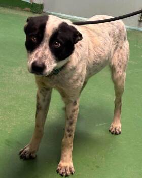 Cattle Dog Dogs Available for Adoption - Tracker - At Shelter Available 2/23 | PetCurious
