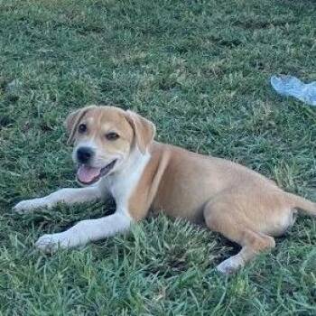 Beau -  Mixed Breed Dog for Adoption in Allentown, Pennsylvania - Beau | PetCurious