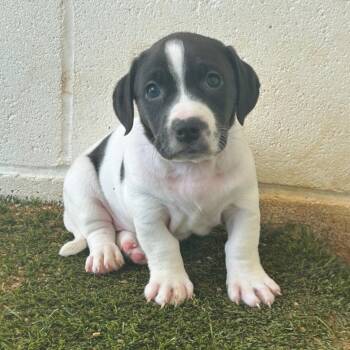 Basset Hound Dogs Available for Adoption in Loxahatchee Groves, Florida - TIANA 5812 | PetCurious