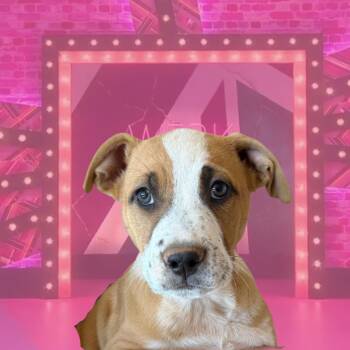 Pattie Gonia -  Shepherd and Mixed Breed Dog for Adoption in Salt Lake City, Utah - Pattie Gonia | PetCurious