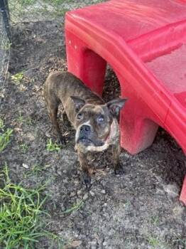 Tallulah -  Boxer and Mixed Breed Dog for Adoption in Conway, South Carolina - Tallulah | PetCurious