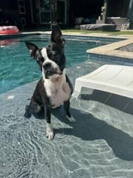 Boston Bruno -  Boston Terrier Dog for Adoption in Brookshire, Texas - Boston Bruno | PetCurious