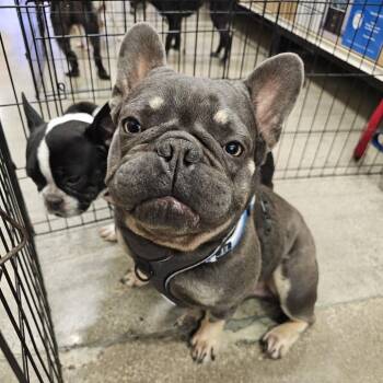 Max -  French Bulldog Dog for Adoption in Apple Valley, California - Max | PetCurious