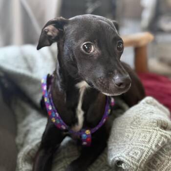 Greyhound Dogs Available for Adoption - Olly | PetCurious