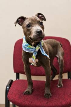 Emre -  Mixed Breed Dog for Adoption in Hamilton, Ohio - Emre | PetCurious