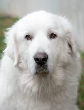 Great Pyrenees Dogs Available for Adoption in Nashville, Tennessee - Genie | PetCurious