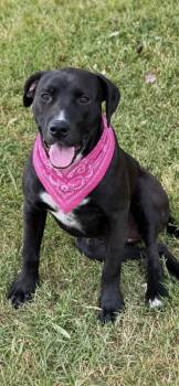 Buffy -  Black Labrador Retriever and Pit Bull Terrier Dog for Adoption in Okolona, Mississippi - Buffy | PetCurious