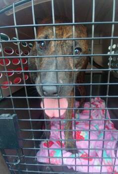 Kbar -  Boxer and Mixed Breed Dog for Adoption in Saint Clairsville, Ohio - Kbar | PetCurious