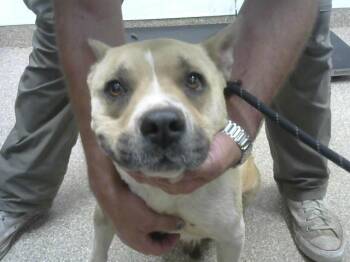 Rescue Pit Bull Terrier and Mixed Breed Dogs for Adoption in Albuquerque, New Mexico - LUNA | PetCurious