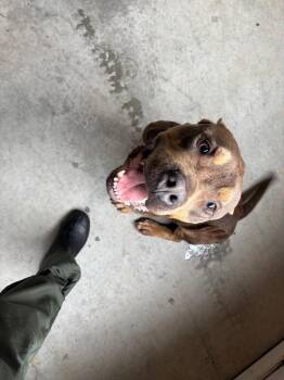 Pit Bull Terrier Dogs Available for Adoption - Juice | PetCurious