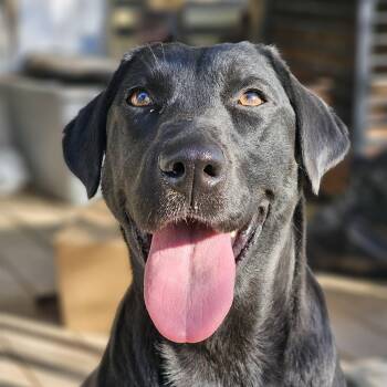 Black Labrador Retriever Dogs Available for Adoption in Bethpage, New York - Daisy Mae | PetCurious