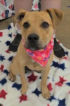 Terrier Dogs Available for Adoption in New York, New York - Roscoe (AL) | PetCurious