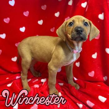 Black And Tan Coonhound and Mixed Breed Dogs Available for Adoption - Winchester | PetCurious
