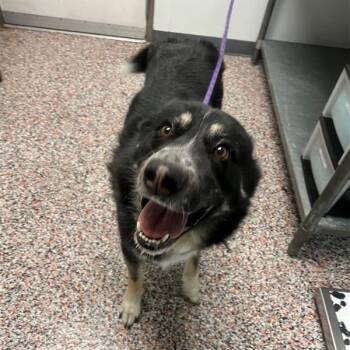 Smore -  Mixed Breed Dog for Adoption in Salt Lake City, Utah - Smore | PetCurious