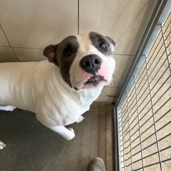 Pit Bull Terrier Dogs Available for Adoption - Patrick | PetCurious