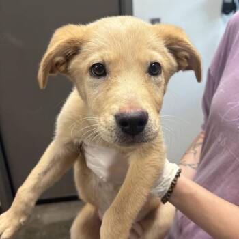 Peeta -  Labrador Retriever Dog for Adoption in Cleveland, Mississippi - Peeta | PetCurious