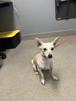 CANDY -  Chihuahua Dog for Adoption in Las Vegas, Nevada - CANDY | PetCurious