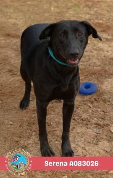 Serena -  Labrador Retriever Dog for Adoption in Mobile, Alabama - Serena | PetCurious