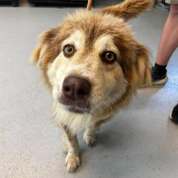 Nina -  Australian Shepherd and Husky Dog for Adoption in Huntington, West Virginia - Nina | PetCurious