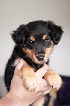 Kenai -  Australian Shepherd Dog for Adoption in Franklin, Tennessee - Kenai | PetCurious
