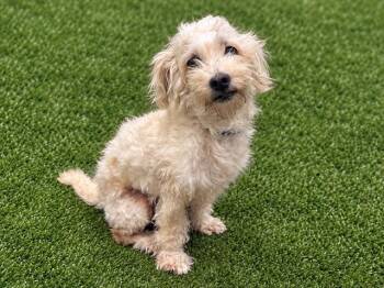 TIMMY -  Maltese and Mixed Breed Dog for Adoption in Santa Clara, California - TIMMY | PetCurious