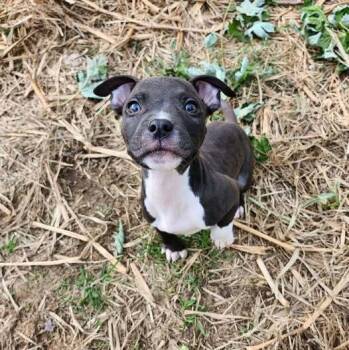 Rescue Mixed Breed Dogs for Adoption in Milton, Delaware - Dennis | PetCurious