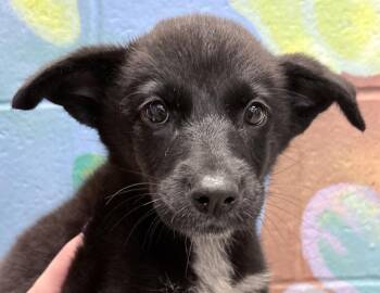 Greta -  Australian Kelpie and Shepherd Dog for Adoption in Columbus, Indiana - Greta | PetCurious