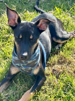Australian Kelpie and German Pinscher Dogs Available for Adoption in Okolona, Mississippi - Jasper  | PetCurious