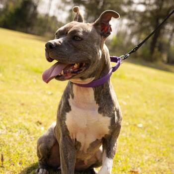 Helen 07-2648 -  Pit Bull Terrier Dog for Adoption in Covington, Georgia - Helen 07-2648 | PetCurious