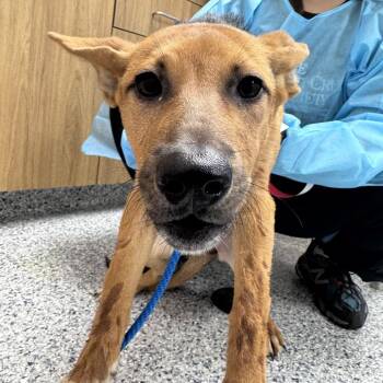Artemis -  Mixed Breed Dog for Adoption in Matteson, Illinois - Artemis | PetCurious