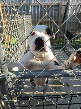 Rocky -  Mixed Breed Dog Available for Adoption in Ionia, Michigan - Rocky | PetCurious
